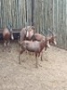 5X Blesbok M:5 (Per Piece to take the lot/Per stuk om lot te neem)