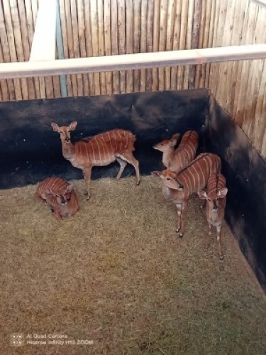 4X Njala V/F:4 (Per Piece to take the lot/Per stuk om lot te neem)