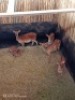 4X Njala V/F:4 (Per Piece to take the lot/Per stuk om lot te neem) - 2