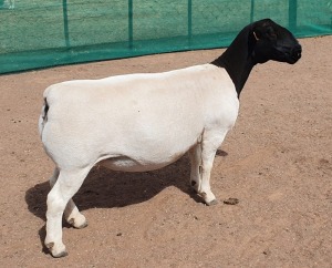 LOT 9 1X DORPER EWE Mickey Phillips TYPE 5