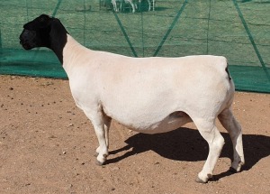 LOT 6 1X DORPER EWE Mickey Phillips TYPE 5