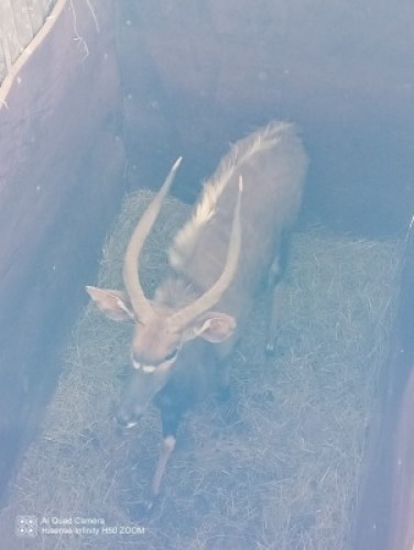 1X Njala M:1