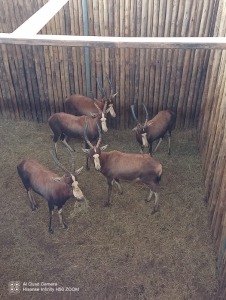 4X Blesbok M:4 (Per Piece to take the lot/Per stuk om lot te neem)