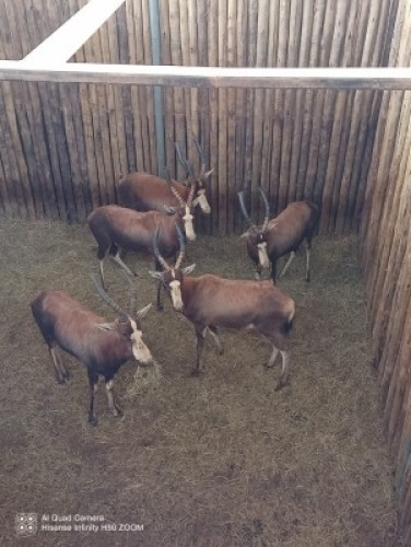 4X Blesbok M:4 (Per Piece to take the lot/Per stuk om lot te neem)