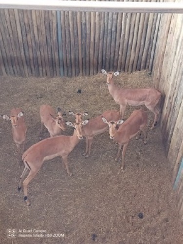 6X Rooibok V/F:6 (Per Piece to take the lot/Per stuk om lot te neem)