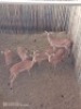 6X Rooibok V/F:6 (Per Piece to take the lot/Per stuk om lot te neem)