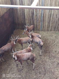 7X Blesbok (Per Piece to take the lot/Per stuk om lot te neem)