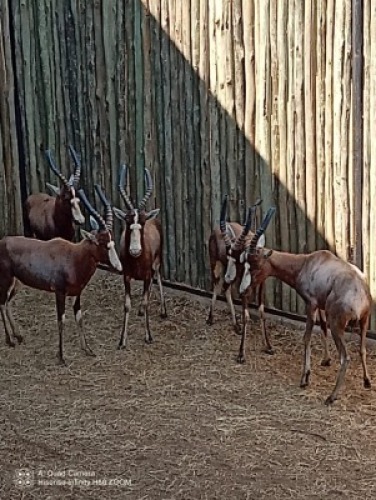 5X Blesbok M:5 (Per Piece to take the lot/Per stuk om lot te neem)