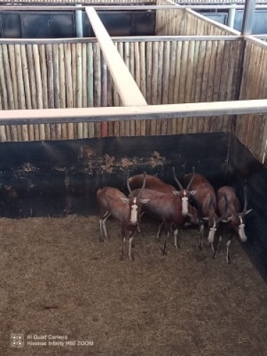 5X Blesbok V/F:5 (Per Piece to take the lot/Per stuk om lot te neem)