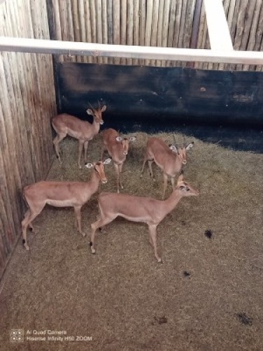 5X Rooibok M:2 V/F:3 (Per Piece to take the lot/Per stuk om lot te neem)