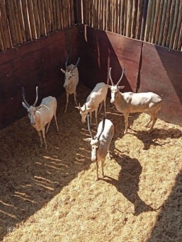 5X Blesbok wit M:1 V/F:4 (Per Piece to take the lot/Per stuk om lot te neem)