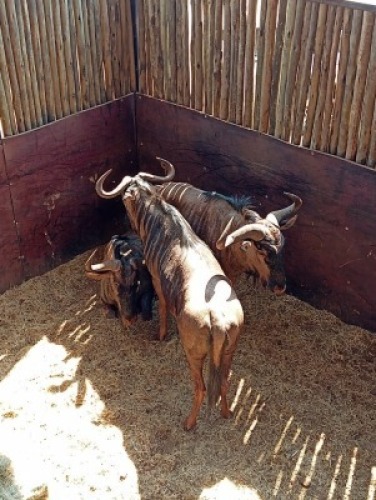 3X Blouwildebees M:3 (Per Piece to take the lot/Per stuk om lot te neem)