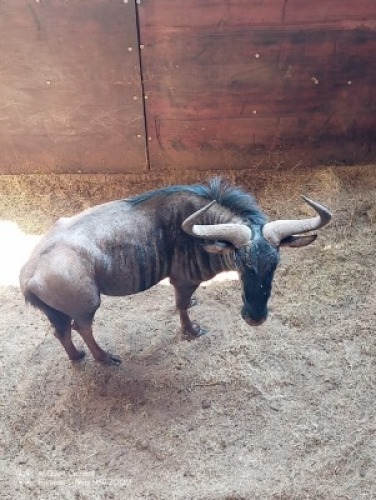 1X Blouwildebees M:1