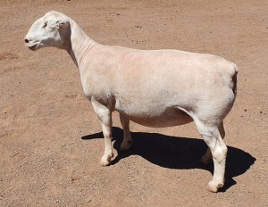 LOT 11 1X WHITE DORPER EWE Ashley Phillips TYPE 5