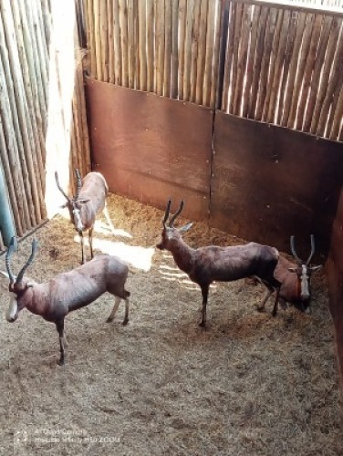 4X Blesbok V/F:4 (Per Piece to take the lot/Per stuk om lot te neem)