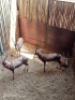 4X Blesbok V/F:4 (Per Piece to take the lot/Per stuk om lot te neem)