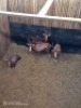 4X Blesbok V/F:4 (Per Piece to take the lot/Per stuk om lot te neem)
