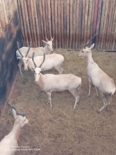5X Blesbok wit V/F:4 (Per Piece to take the lot/Per stuk om lot te neem)