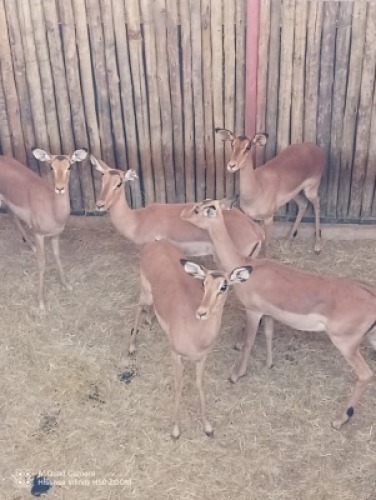 5X Rooibok M: V/F:5 (Per Piece to take the lot/Per stuk om lot te neem)