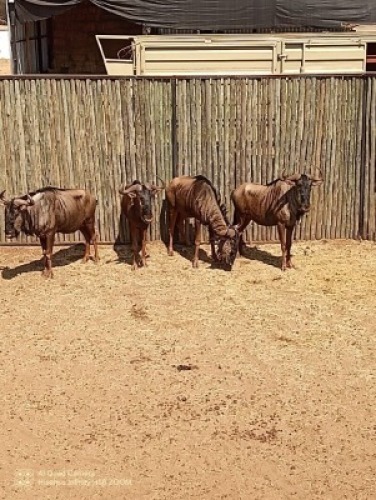 4X Blouwildebees M:4 (Per Piece to take the lot/Per stuk om lot te neem)