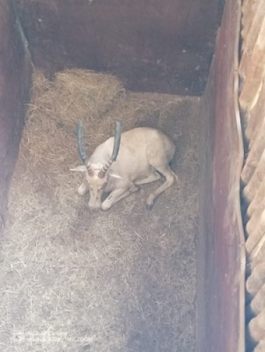 1X Blesbok wit M:1