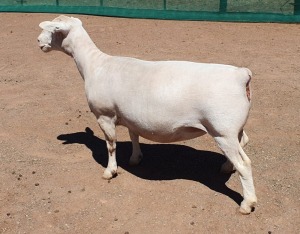 LOT 12 1X WHITE DORPER EWE Ashley Phillips TYPE 5