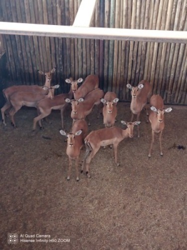 10X Rooibok V/F:10 (Per Piece to take the lot/Per stuk om lot te neem)