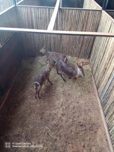 3X Waterbok V/F:3 (Per Piece to take the lot/Per stuk om lot te neem)