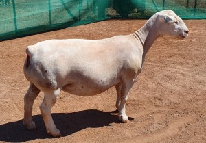 LOT 13 1X WHITE DORPER EWE Ashley Phillips TYPE 5