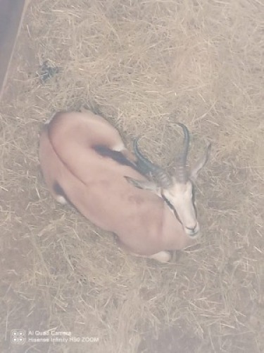 1X Springbok M:1