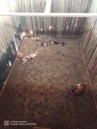 3X Springbok Koper M:3 (Per Piece to take the lot/Per stuk om lot te neem)
