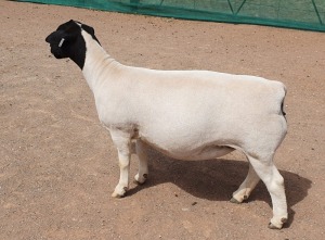 LOT 27 1X DORPER EWE Mickey Phillips TYPE 5