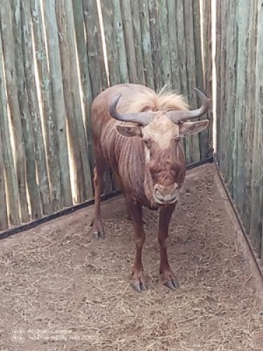 1X Goue Blouwildebeeste M:1