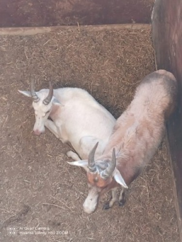 2X Blesbok M:2 (Per Piece to take the lot/Per stuk om lot te neem)