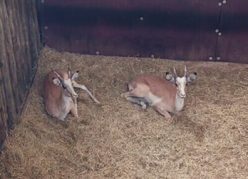 2X White Flank M:2 (Per Piece to take the lot/Per stuk om lot te neem)