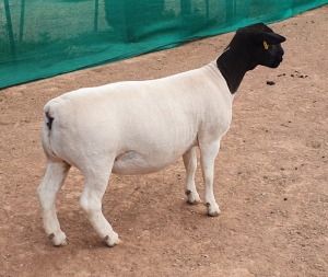 LOT 28 1X DORPER EWE Mickey Phillips TYPE 5