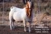 1X BOER GOAT RAM TWEE RIVIER BOERBOK STOET - 2