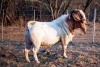 1X BOER GOAT RAM TWEE RIVIER BOERBOK STOET - 3