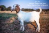 1X BOER GOAT STUD OOIE/EWE TWEE RIVIER BOERBOK STOET - 2