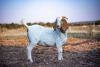 1X BOER GOAT STUD OOIE/EWE TWEE RIVIER BOERBOK STOET - 3