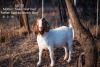 WITHDRAW - 1X BOER GOAT OOIE/EWE TWEE RIVIER BOERBOK STOET - 2