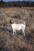 WITHDRAW - 1X BOER GOAT OOIE/EWE TWEE RIVIER BOERBOK STOET - 3