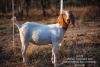 1X BOER GOAT OOIE/EWE TWEE RIVIER BOERBOK STOET - 2