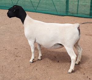 LOT 34 1X DORPER EWE Mickey Phillips TYPE 5