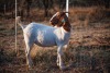 1X BOER GOAT OOIE/EWE TWEE RIVIER BOERBOK STOET - 3