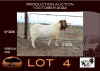 1X BOER GOAT FLOCK RAM NELL BOERBOKKE