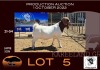 1X BOER GOAT FLOCK RAM OPPIEDAK BOERBOKSTOET