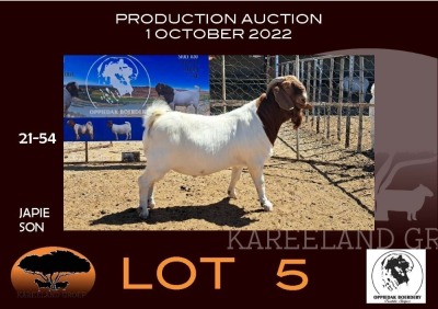 1X BOER GOAT FLOCK RAM OPPIEDAK BOERBOKSTOET