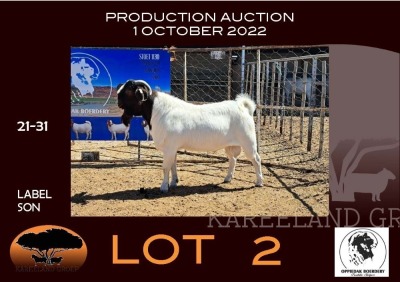 1X BOER GOAT PS RAM OPPIEDAK BOERBOKSTOET