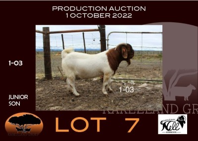 1X BOER GOAT FLOCK RAM NELL BOERBOKKE